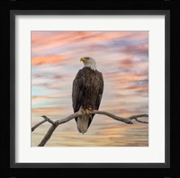 Sky Hunter Fine Art Print