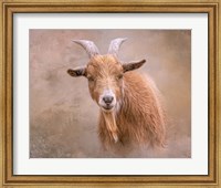 Goat Goodness Fine Art Print
