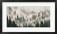 Misty Forest Fine Art Print