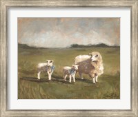 Sheep in the Pasture III Fine Art Print