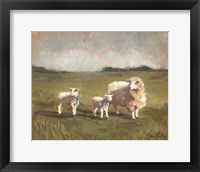 Sheep in the Pasture III Framed Print