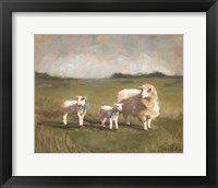 Sheep in the Pasture III Framed Print