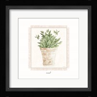 Fresh Mint Framed Print