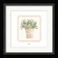 Fresh Sage Framed Print