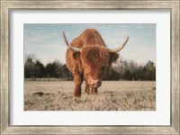 Cow Portrait Fine Art Print
