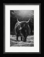 Silly Cow I Fine Art Print