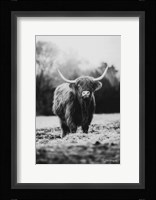 Portrait of a Cow Fine Art Print