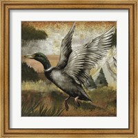 Mallard Duck Fine Art Print