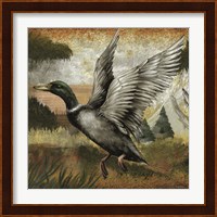 Mallard Duck Fine Art Print