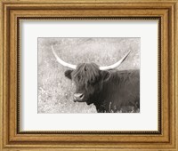 Highland Cow in Spring Fine Art Print