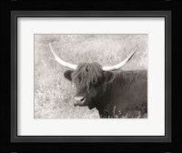 Highland Cow in Spring Fine Art Print