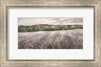 Ridge Farm Lavender Fine Art Print