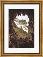 A View Through a Tree Fine Art Print