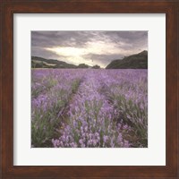 Field of Lavender Fine Art Print