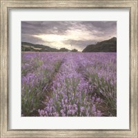 Field of Lavender Fine Art Print