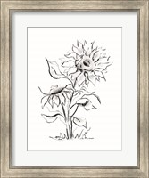 Sunflower Charcoal Sketch Fine Art Print