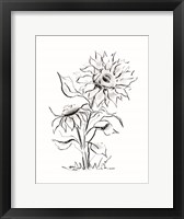Sunflower Charcoal Sketch Fine Art Print