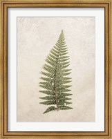 Vintage Fern I Fine Art Print