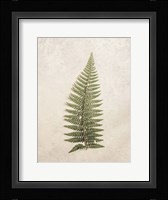 Vintage Fern I Framed Print