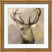 Elk Study 1 Fine Art Print