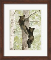 Bear Cub in Tree 1 Fine Art Print