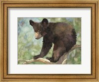 Bear Cub in Tree 2 Fine Art Print