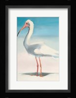Boca Ibis Fine Art Print