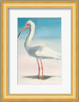 Boca Ibis Fine Art Print