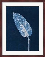 Calathea Blue Fine Art Print