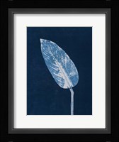 Calathea Blue Fine Art Print