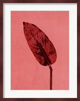 Calathea Red Fine Art Print
