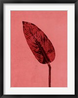 Calathea Red Fine Art Print