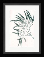 Eucalyptus 2 Green Fine Art Print