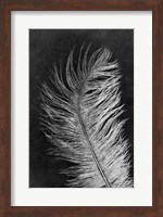 Feather 3 Dark Fine Art Print