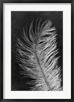 Feather 3 Dark Fine Art Print