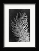 Feather 3 Dark Fine Art Print