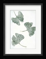 Ginkgo 1 Green Fine Art Print