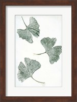 Ginkgo 1 Green Fine Art Print