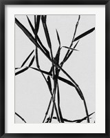 Grass Detail White Fine Art Print