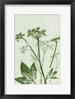 Ground Elder Green Fine Art Print