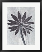 Lupine Smoke Fine Art Print