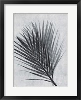 Palm 1 Grey Fine Art Print