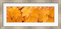Close-up of Maple Leaves on a tree Fine Art Print