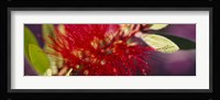 Bottlebrush flower, Sacramento Fine Art Print