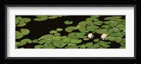 High angle view of Water Lilies Fine Art Print