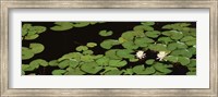 High angle view of Water Lilies Fine Art Print