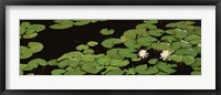High angle view of Water Lilies Fine Art Print