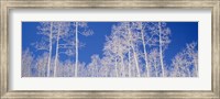 Low angle view of American aspen trees in the forest Fine Art Print