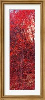 Trees, Big Tooth Maples, West Fork Of Oak Creek, Arizona Fine Art Print