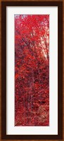Trees, Big Tooth Maples, West Fork Of Oak Creek, Arizona Fine Art Print